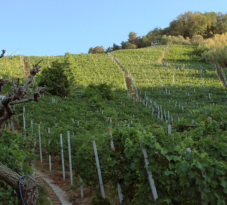 Tenuta il Gallo