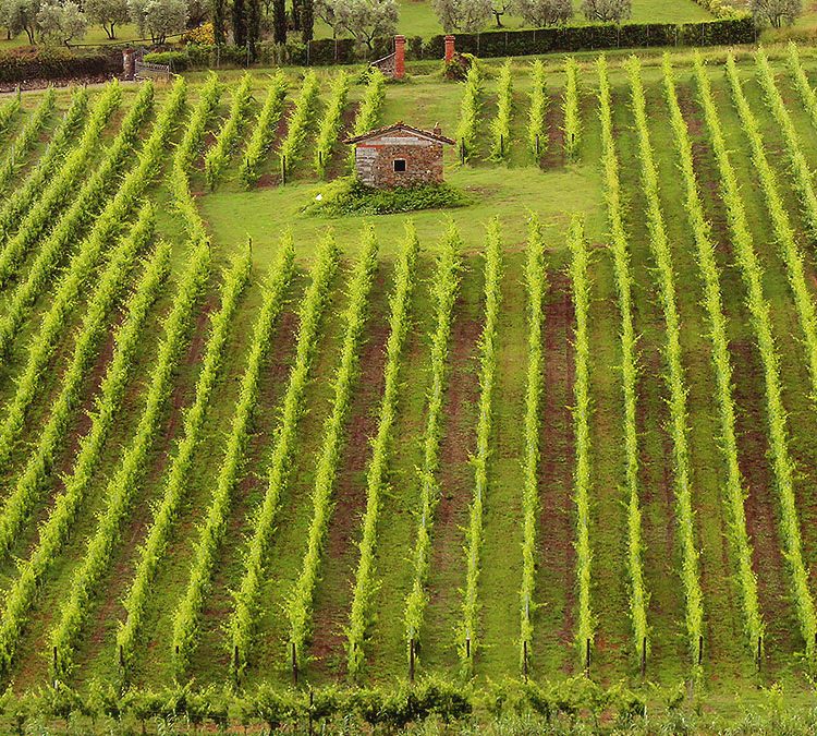 Tenuta le Scopetane