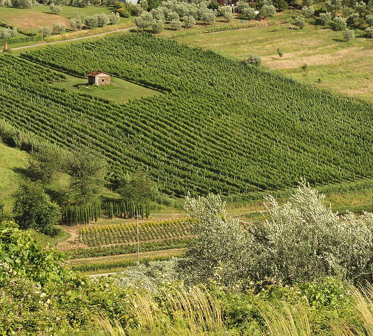 Vista dall'alto della tenuta le Scopetane