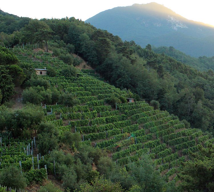 L'Aurora di Francesco - Tenuta lo Zio