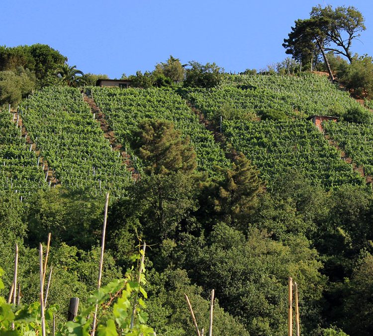 Tenuta dello Zio