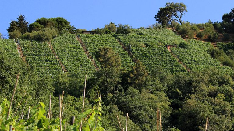 Tenuta dello Zio