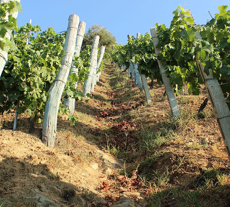 Vigneto tenuta dello Zio