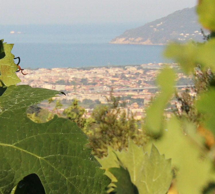 Vista di Massa dalla tenuta dello Zio